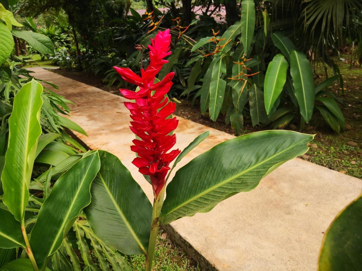 Hotel Catarata Rio Celeste Bijagua Exterior photo